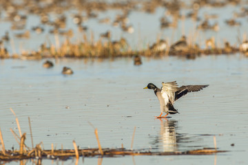 Mallard dabbling above lake water