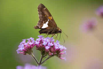 closeup of a butterfly wing on a butterfly feeding on a flower