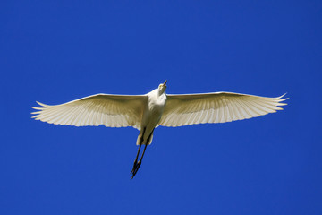 Image of Heron, Bittern or Egret flying on sky. White Bird. Animal.