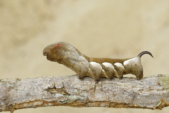 Image of brown caterpillar on branch on natural background. Worm. Insect. Animal.