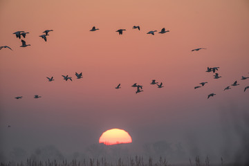 Flying birds against sunset sky