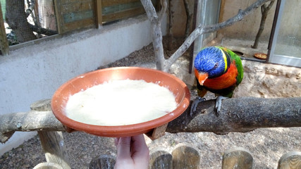 Visitantes de zoo alimentando con papilla para aves a loros lori arcoíris de plumaje colorido en amplio aviario de zoo, Santa Eugènia, Mallorca. Actividades con animales, ocio familiar divertido. © cabado