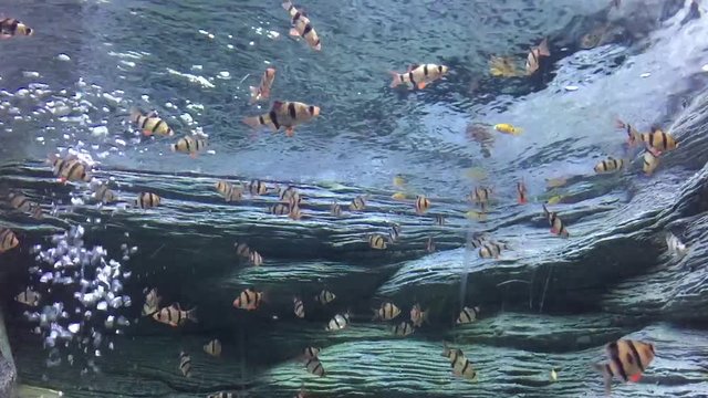 A swimming fish in aquarium tank