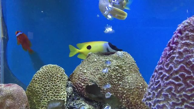 A swimming fish in aquarium tank