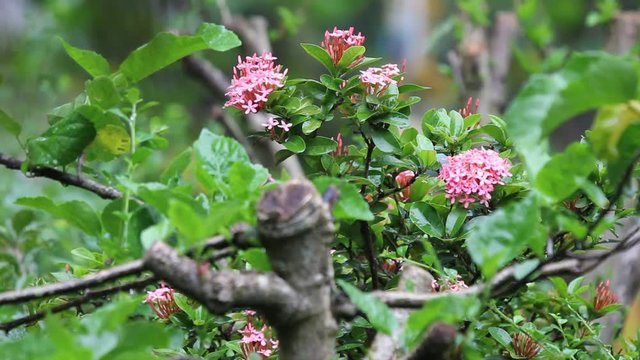 Close up Red Ixora Flower