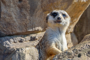 portrait of a small meerkat