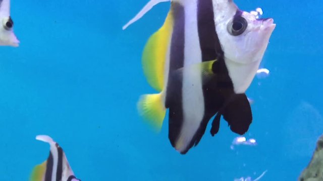 A swimming fish in aquarium tank