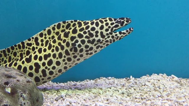 A swimming fish in aquarium tank