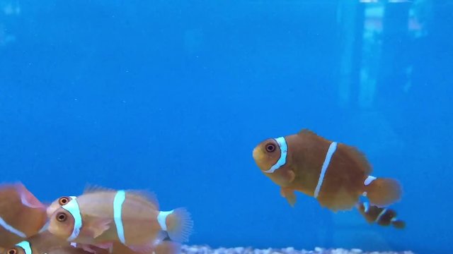 A swimming fish in aquarium tank