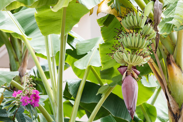 banana blossom
