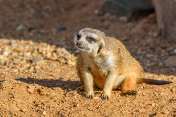 portrait of a small meerkat
