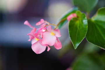 Close-up of pink begonia flower