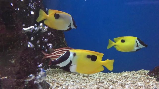 A swimming fish in aquarium tank