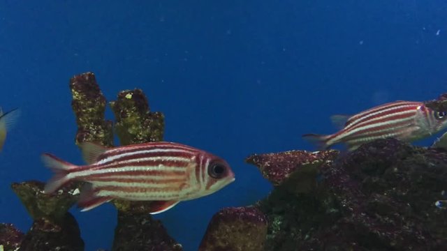 A swimming fish in aquarium tank