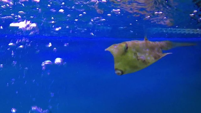 A swimming fish in aquarium tank