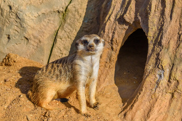 Fototapeta premium portrait of a small meerkat