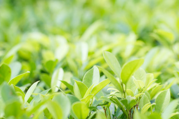 Green leaf background