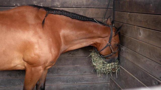 A buckskin horse eating hay in a farm stall on ranch