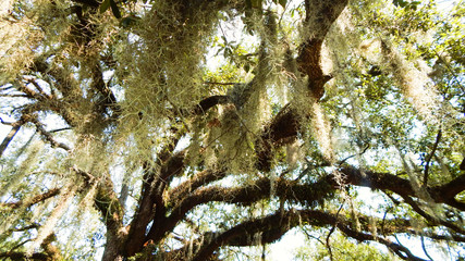 Fototapeta premium Nature In The Summertime