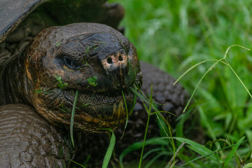 A giant tortoise in Santa Cruz Island, Galapagos