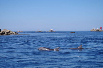 Dauphins dans la chaussée de Sein