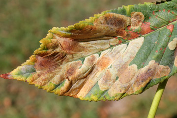 Mines of Horse-chestnut leaf miner or Cameraria ohridella on leaf of common horse-chestnut or...