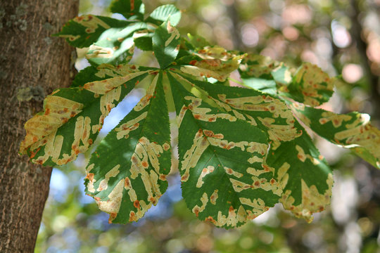 Mines of Horse-chestnut leaf miner or Cameraria ohridella on leaf of common horse-chestnut or Aesculus hippocastanum