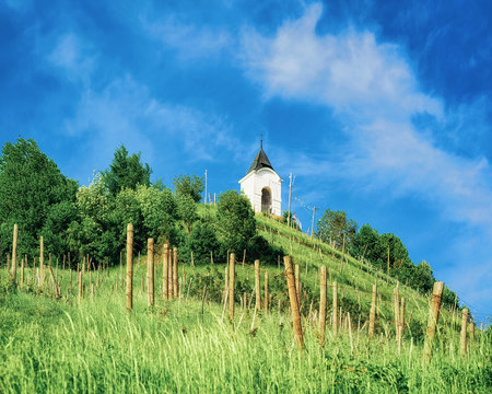 Vineyard on Piramida Hill and cityscape of Maribor Slovenia