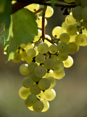 Grappe de raisin en transparence