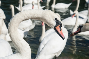 Fototapeta premium Swans in Baltiysk, Russia