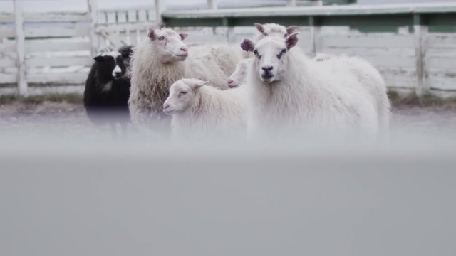 Icelandic sheep looking at the camera