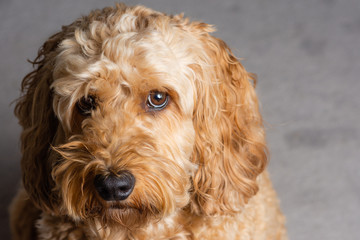 The Cockapoo