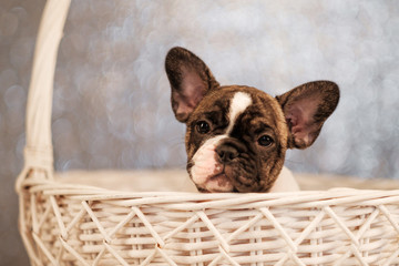 French Bulldog puppy are sitting in a basket