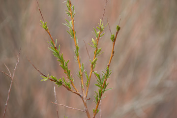 Capitol Reef National Park