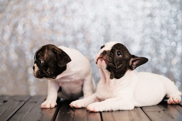 Two puppies of the French bulldog lies on the floor of the boards.