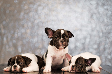 Three puppies of the French bulldog lies on the floor of the boards.
