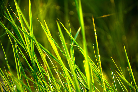 dews giving amazing look on greel leaves moring time in agricultural fields