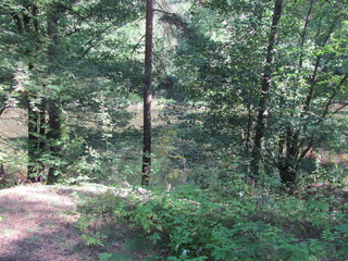 Obraz premium A path in a pine forest, a summer landscape