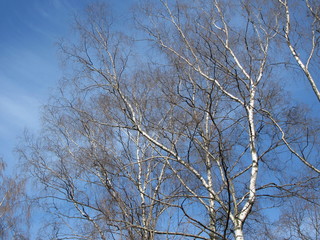 Fototapeta na wymiar White birches against the blue sky on a frosty winter day