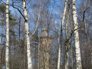 Fototapeta premium White birches against the blue sky on a frosty winter day