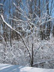 snow in tree
