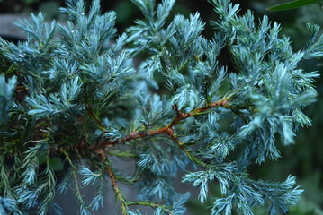Beautiful and shaggy flowers of a juniper blue green color blue star