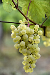 Grappe de raisin blanc