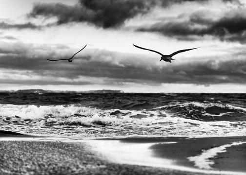 Flat beach with puddles of water, high contrasted sky, in the foreground 2 flying birds - picture in black and white - Location: Germany, Ruegen Island