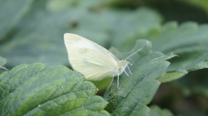 motyl biały zbliżenie