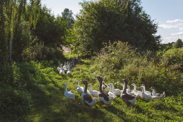 Group of home geese coming back home in evening after being feeding all day on pasture in field or meadow. Eco farming concept. Horizontal color image.