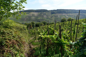 Moseltal in der Nähe von Reil (Weinberge)