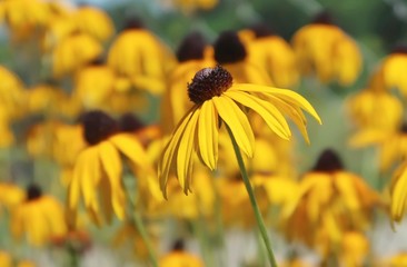 Yellow daisy