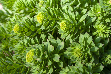 Green stems of Rhodiola rosea in spring, close-up.