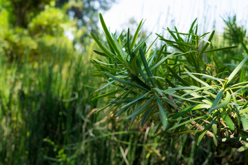 Green Plants in Gardens